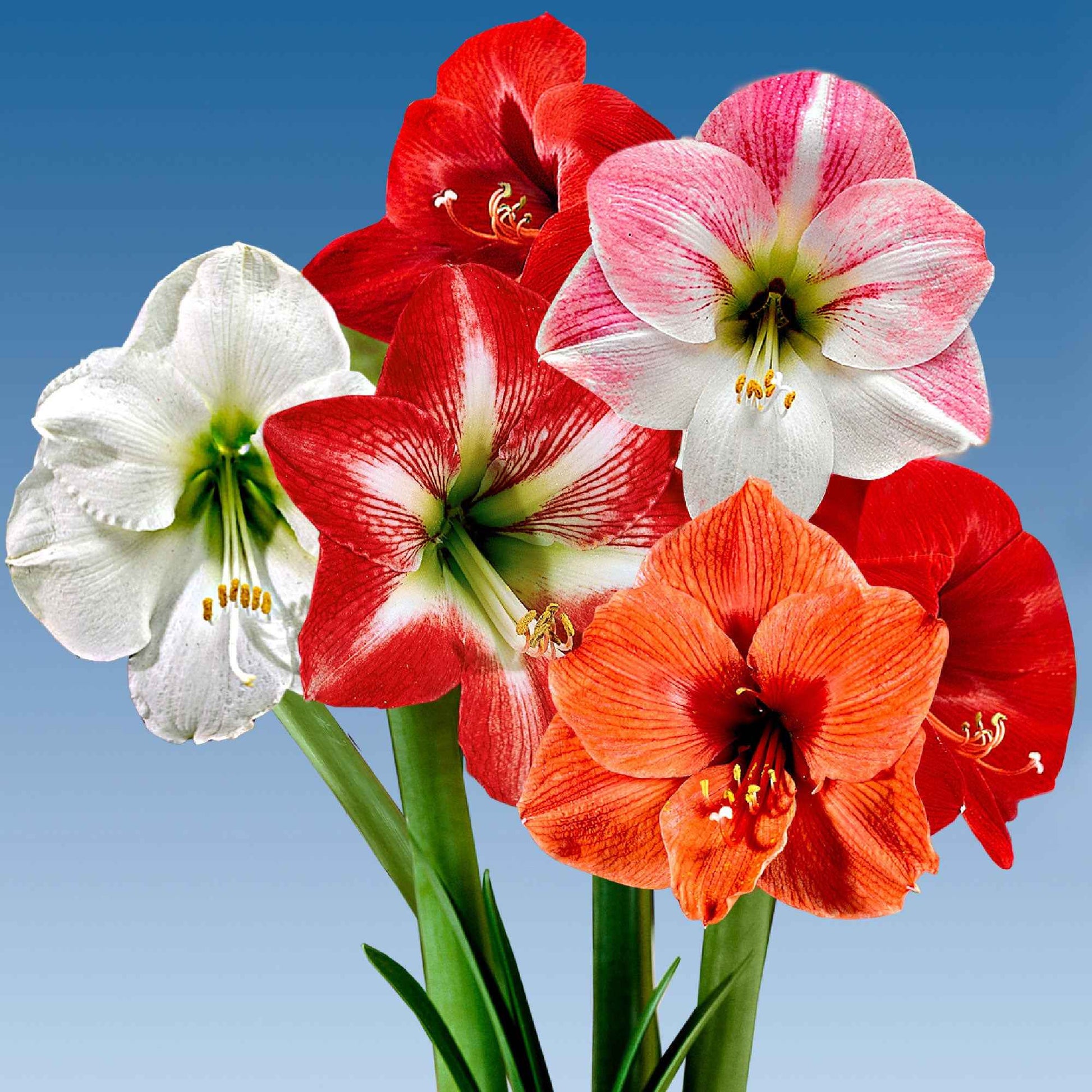 Amaryllis Mischung (x3) - Amaryllis 'hercules', 'carmen', 'apple blossom' - Blumenzwiebeln