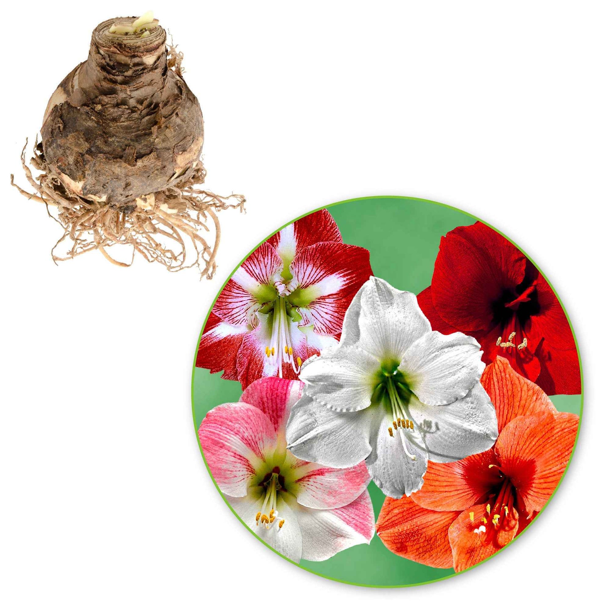 Amaryllis Mischung (x3) - Amaryllis 'hercules', 'carmen', 'apple blossom' - Bakker