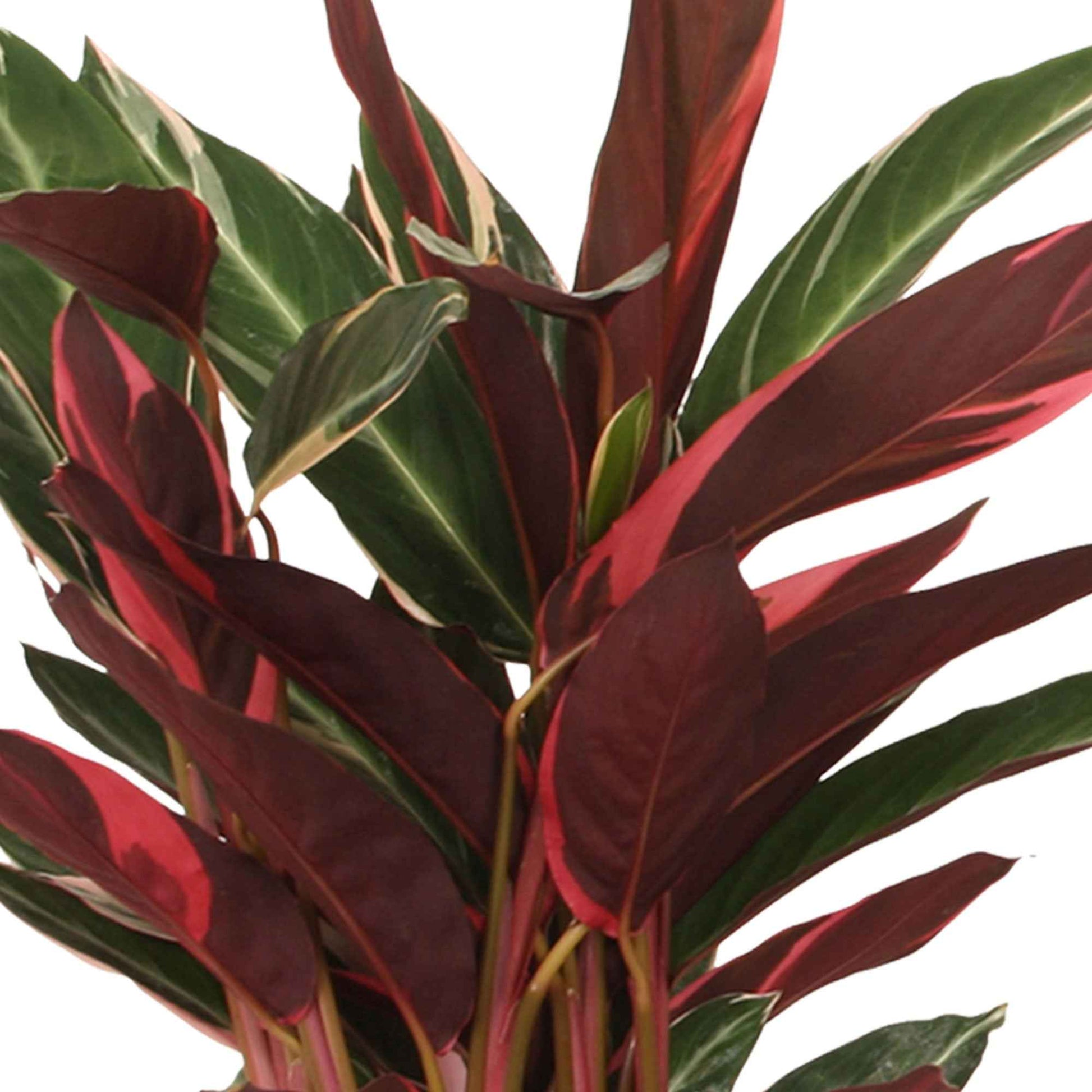 Calathea triostar - Stromanthe 'Triostar' - Calathea