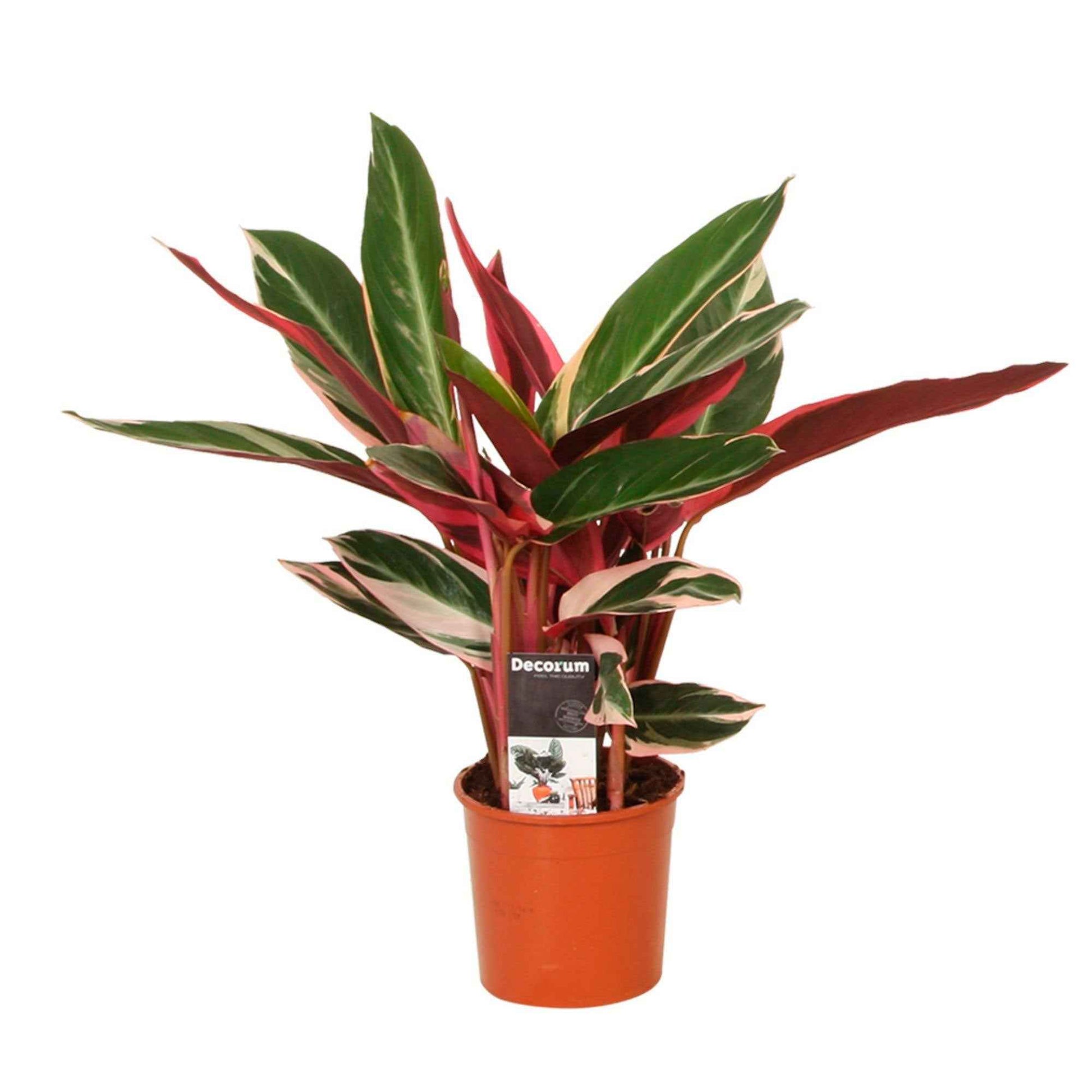 Calathea - Stromanthe 'Triostar' - Calathea triostar