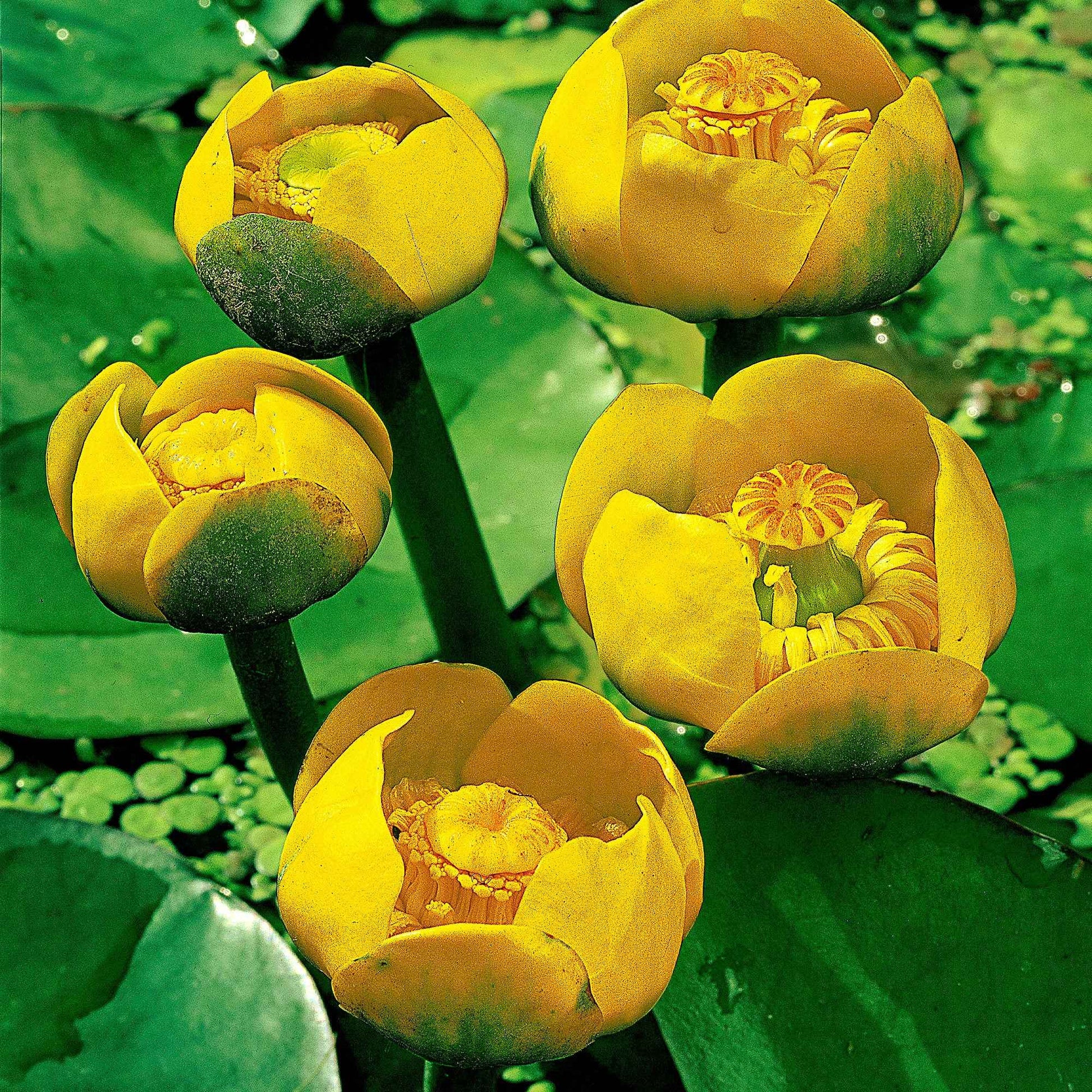 Gelbe Teichrose - Nuphar lutea - Die Beliebtesten