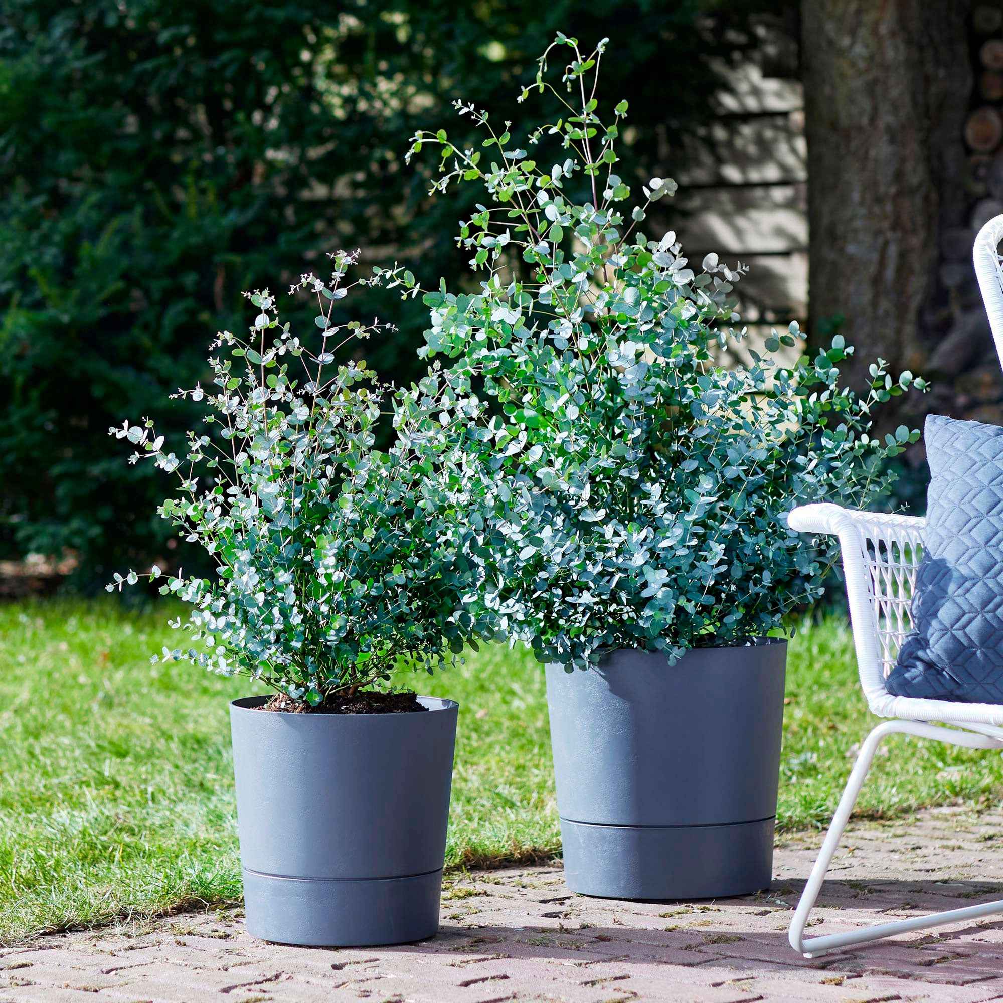 zimmerpflanze eukalyptus pflanze Eukalyptus