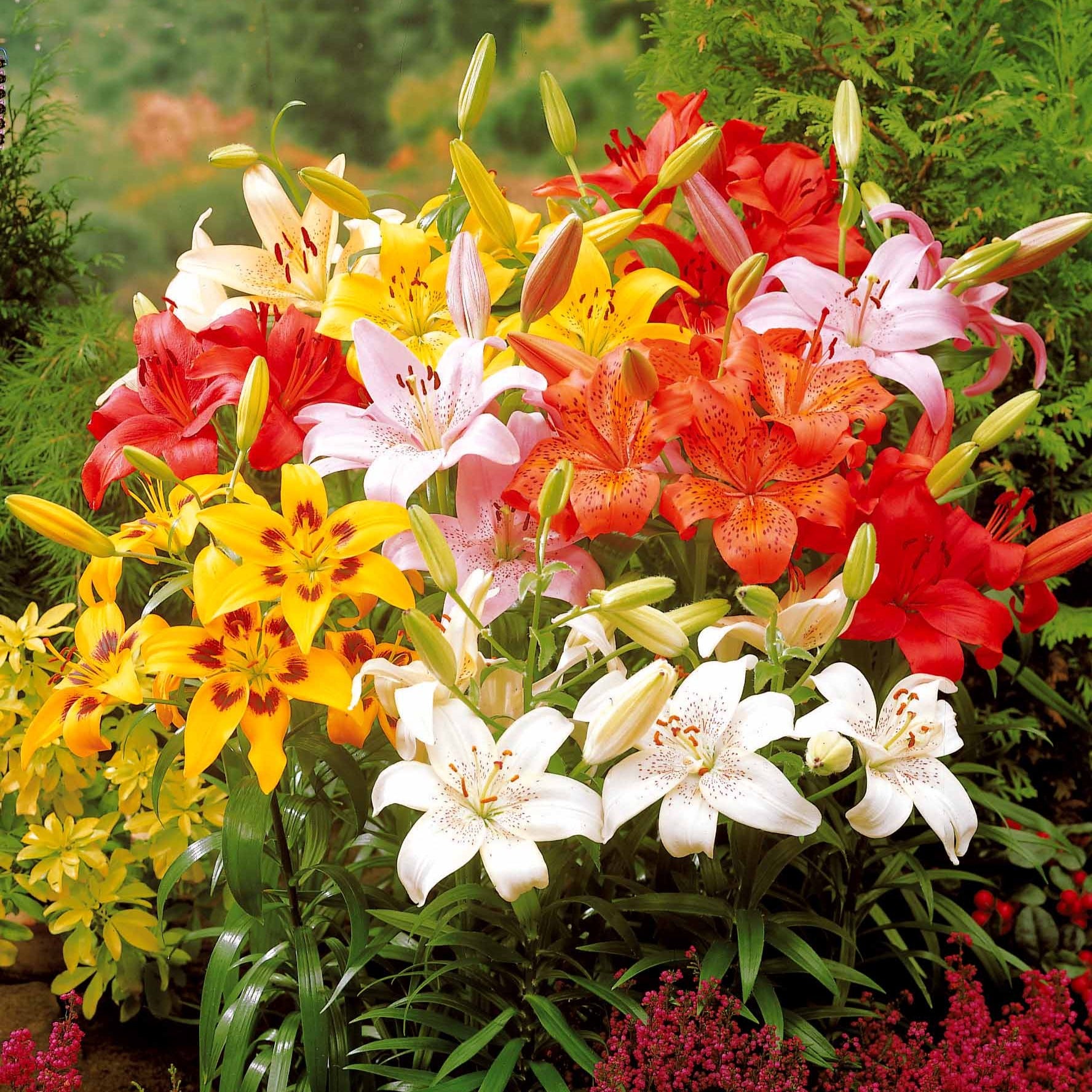 Asiatische Lilie 'Mid-Century'