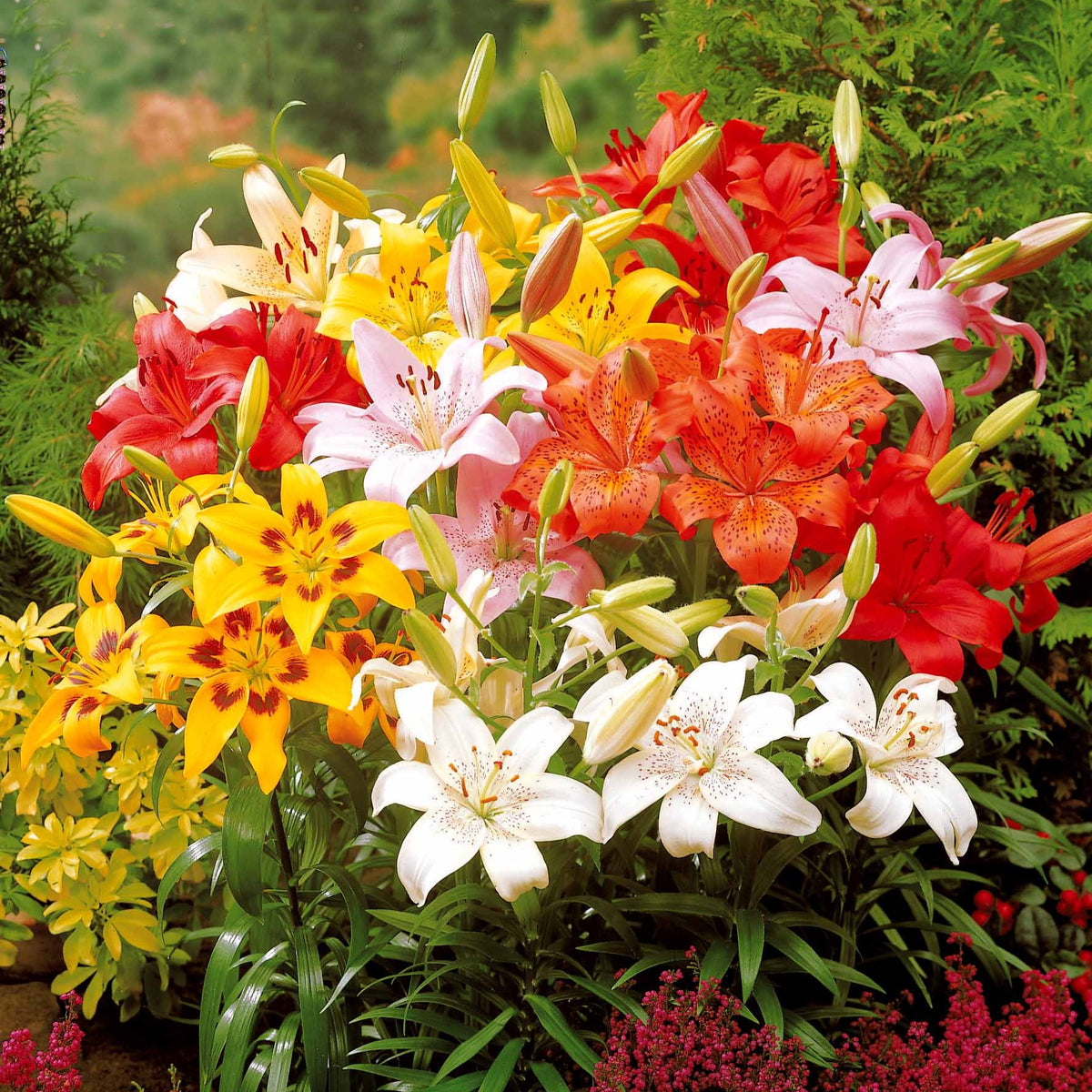 Lilium mid-century - Asiatische Lilie 'Mid-Century' - Lilien-Zwiebeln