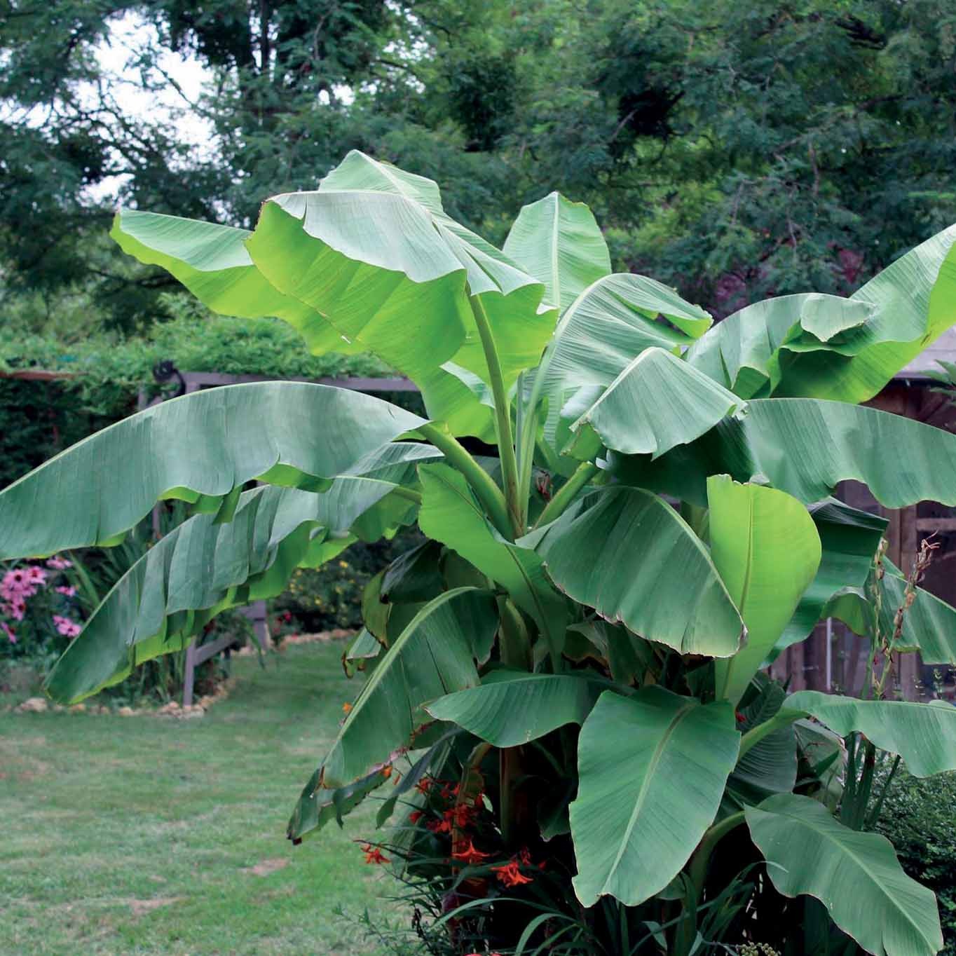 musa bananenpflanze draussen Bananenpflanze Musa basjoo - Musa basjoo