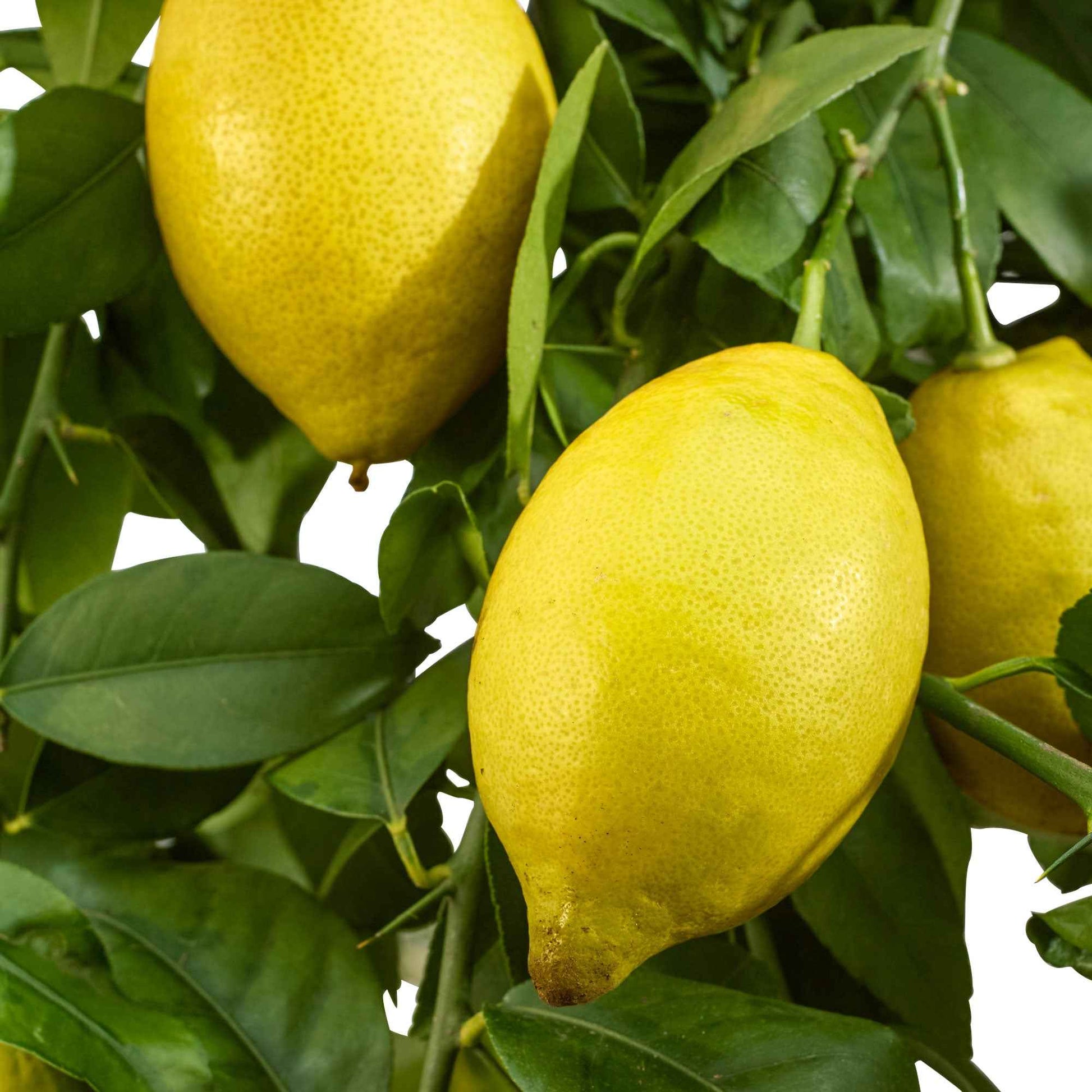 Zitronen-Bäumchen 'Vulcan' - Citrus limon vulcan - Obstbäume