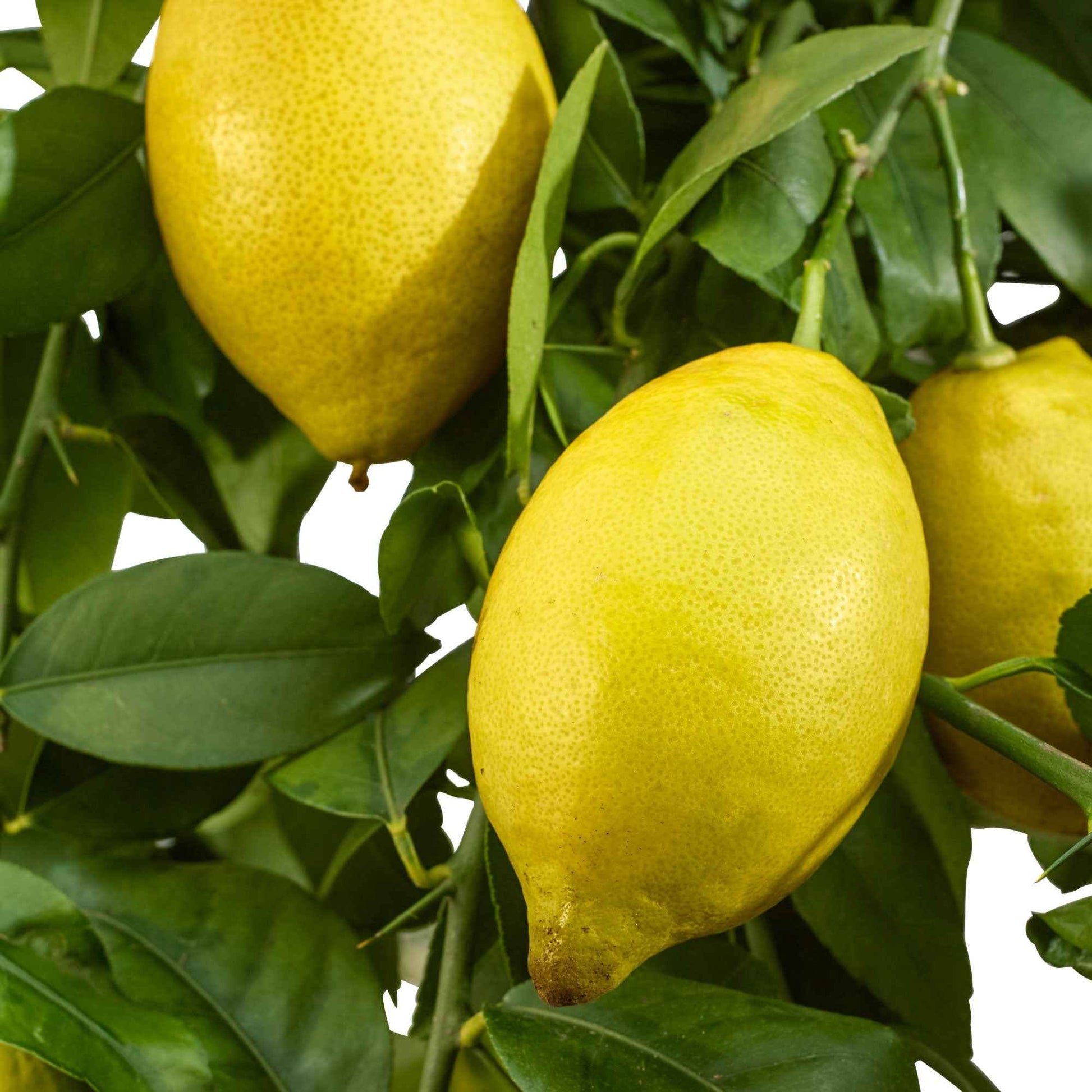 Zitronen-Bäumchen 'Vulcan' - Citrus limon vulcan - Bakker
