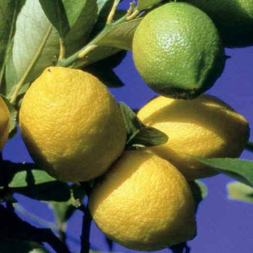 Citrus limon vulcan - Zitronen-Bäumchen 'Vulcan' - Zitronenbäume