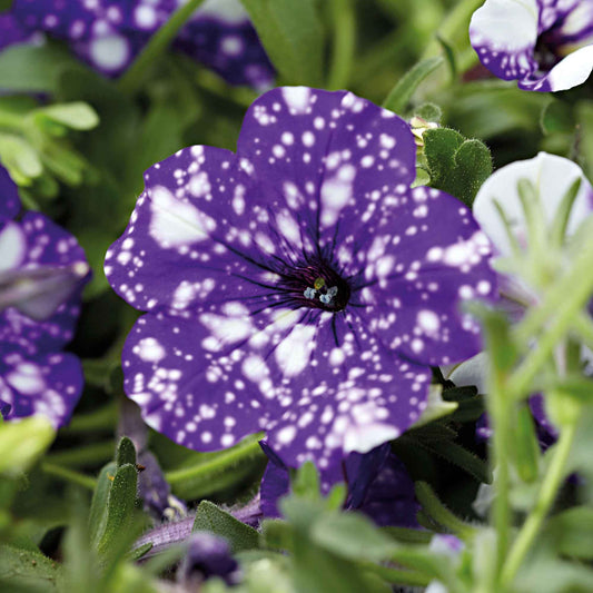 Petunie 'Night Sky' (x3) - Petunia nightsky - Terrasse balkon