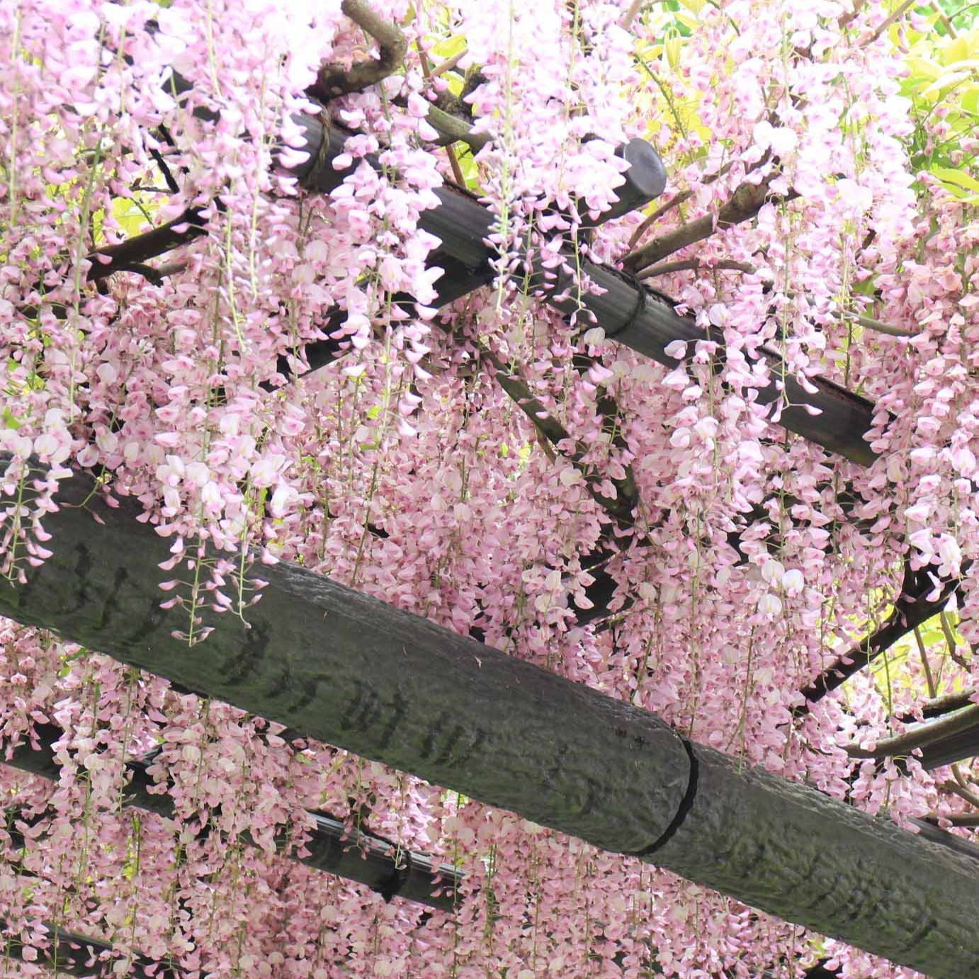 Japanischer Blauregen 'Rosea' - Wisteria sinensis Rosea