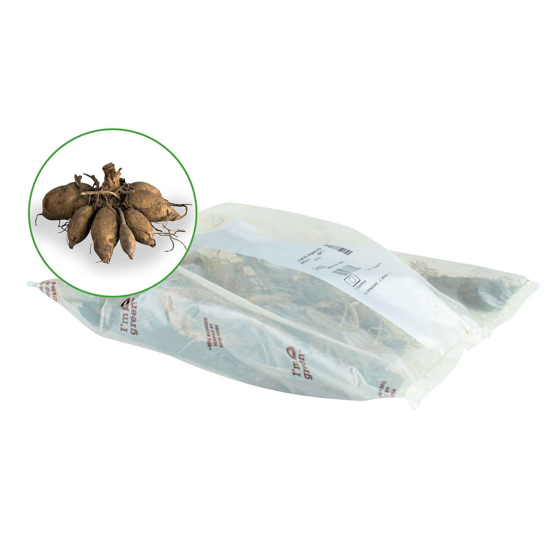 Dahlien Mischung 'All Summer Long' (x5) - Dahlia 'White Onesta', 'Le Baron', 'Onesta' - Bakker