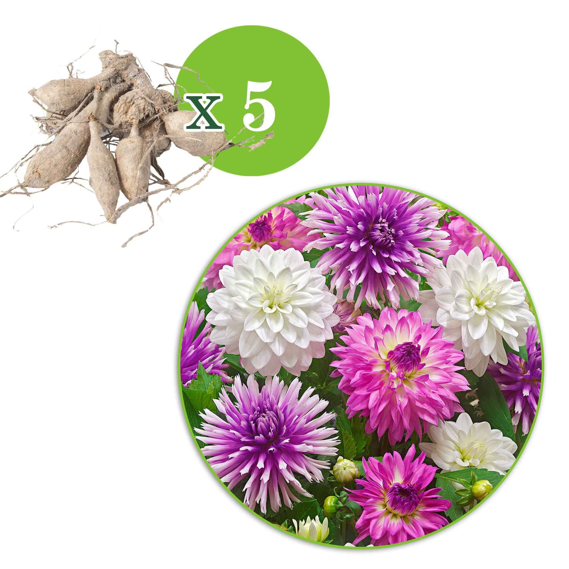 Dahlia 'White Onesta', 'Le Baron', 'Onesta' - Dahlien Mischung 'All Summer Long' (x5) - Dahlien-Zwiebeln