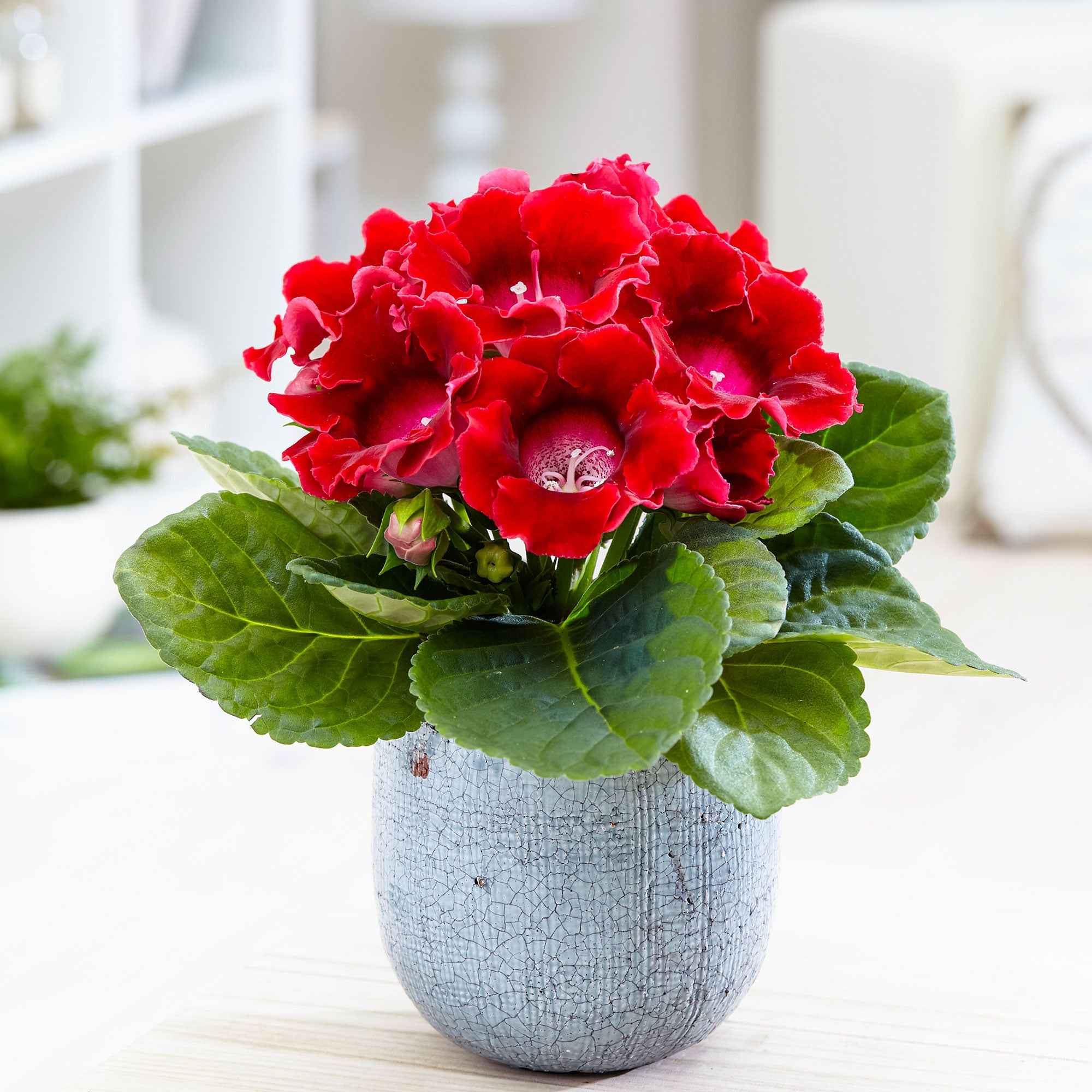Gloxinie rot - Sinningia speciosa red | Bakker.com
