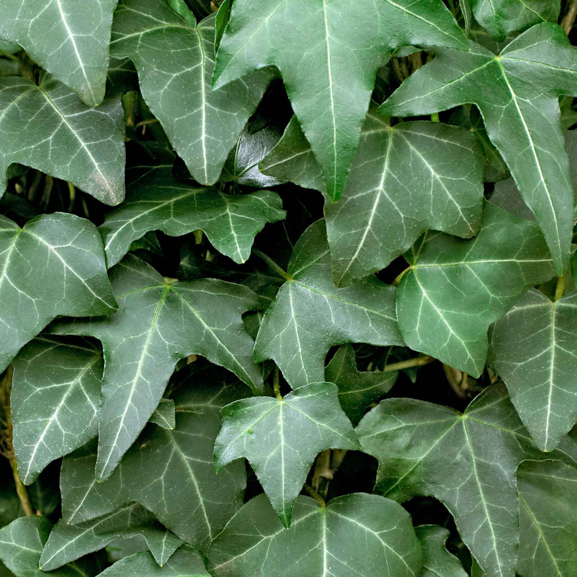 Efeu - Hedera helix