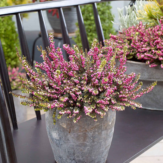 Winterheide 'Kramer's Rote' - Bakker