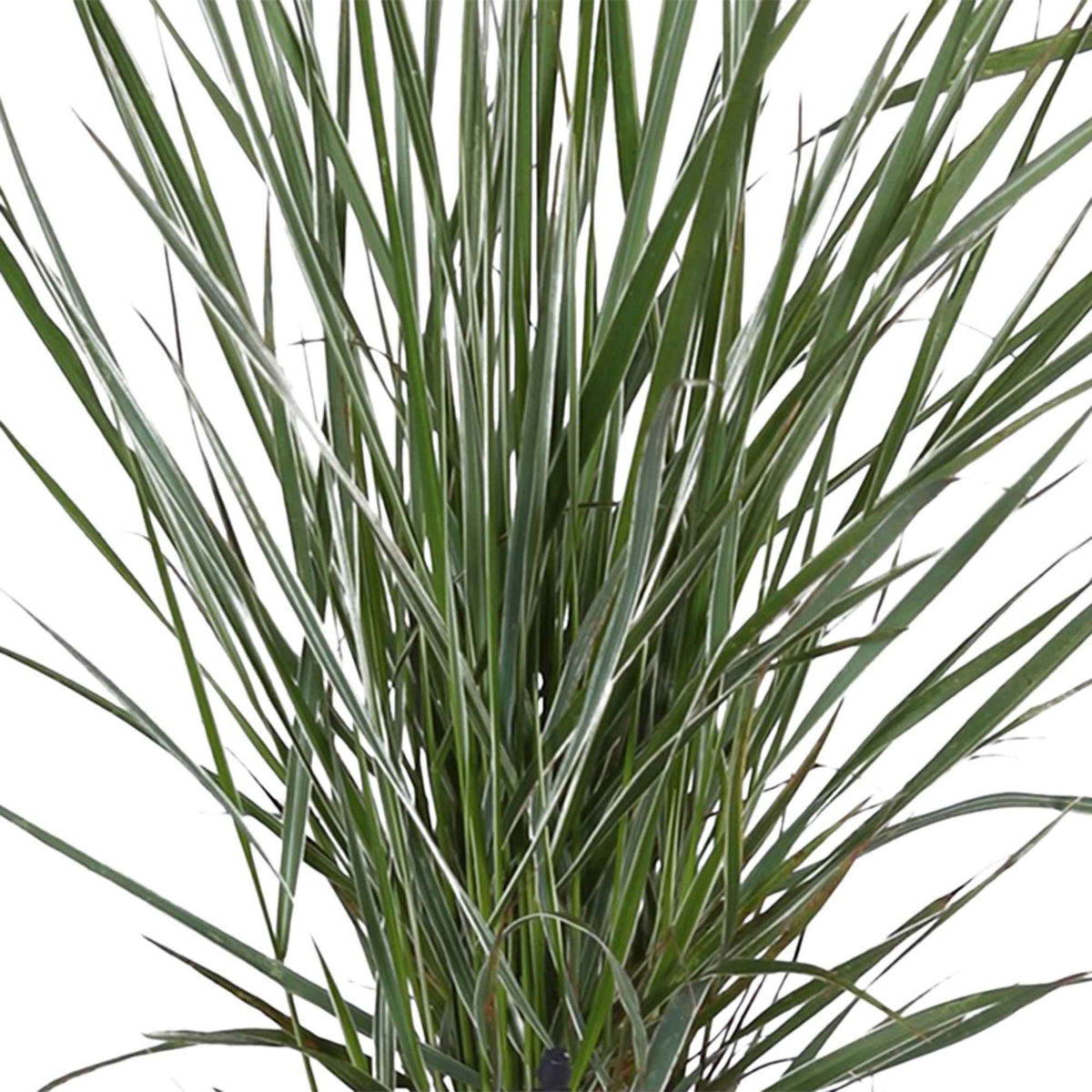 Calamagrostis acutiflora overdam - Reitgras ‘Overdam’ - Gräser