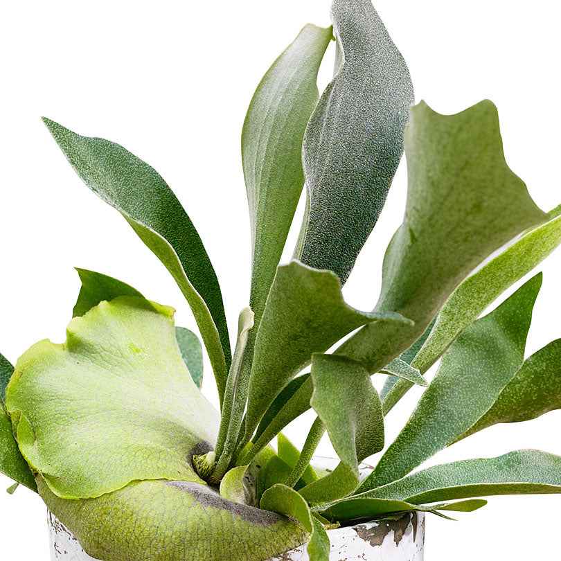 Geweihfarn Platycerium bifurcatum - Hängepflanze - Platycerium bifurcatum