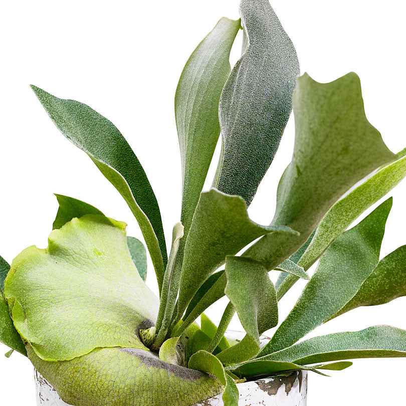 Geweihfarn Platycerium bifurcatum - Hängepflanze - Platycerium bifurcatum - Grüne Zimmerpflanzen