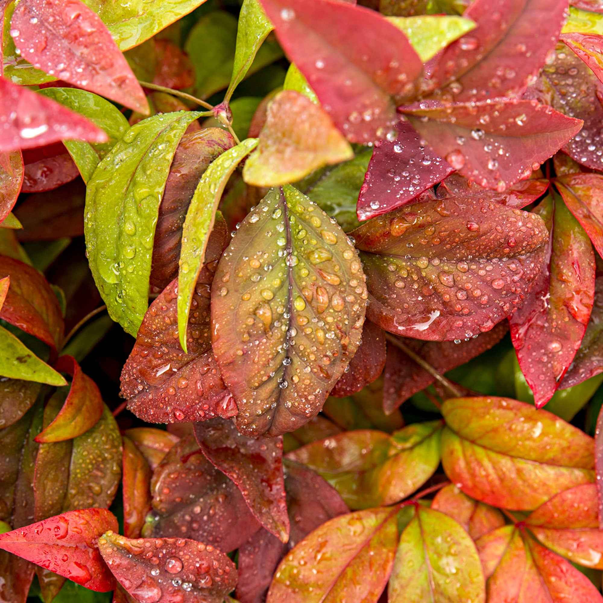 Himmelsbambus 'Blush Pink' - Nandina domestica Aka Blush Pink