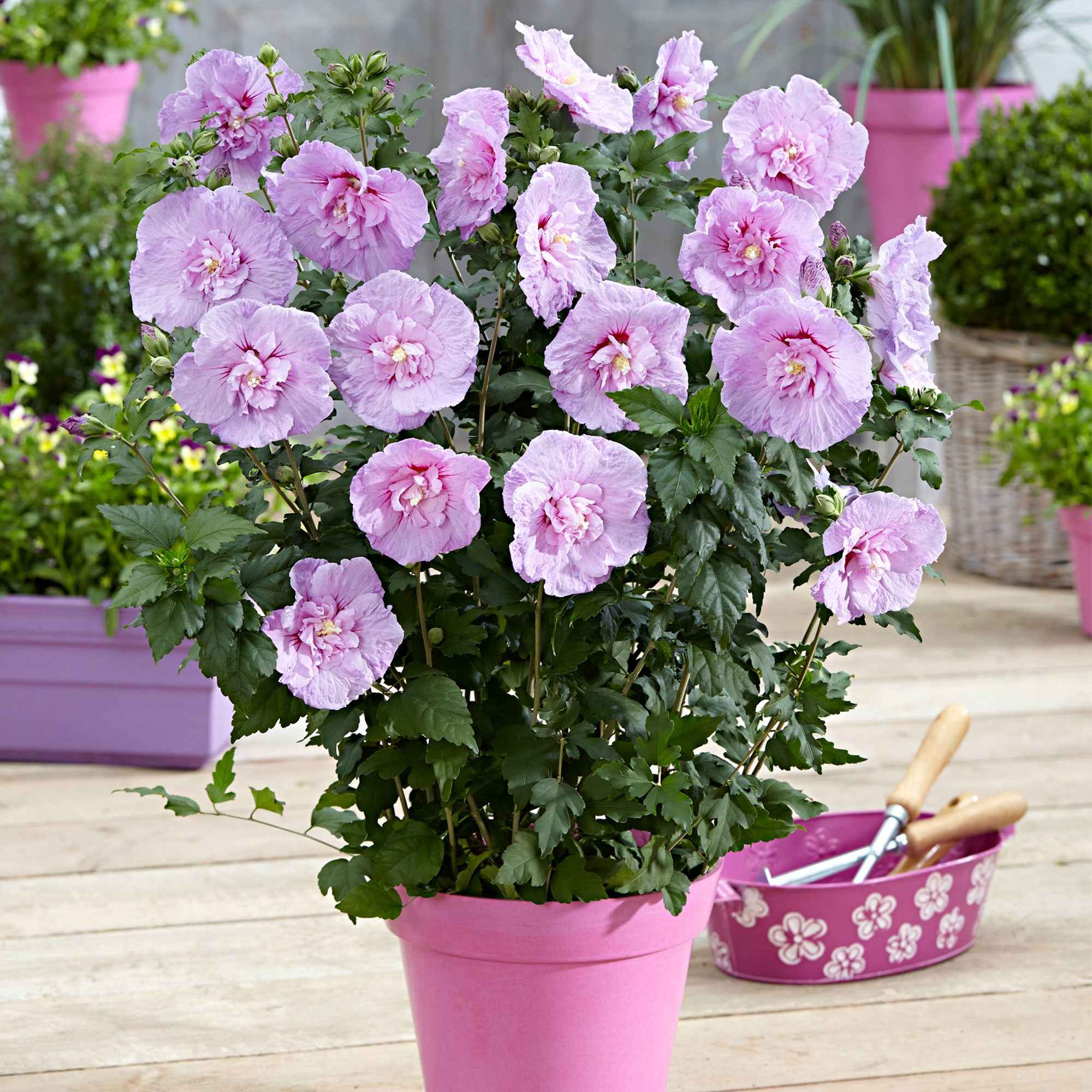 Straucheibisch 'Lavender Chiffon' Hibiscus syriacus lavender chiffon