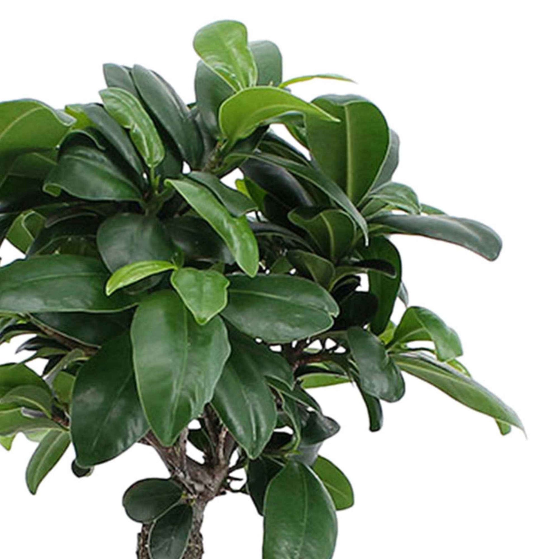Bonsai Ficus 'Ginseng' - Ficus microcarpa ginseng - Nach Sorten