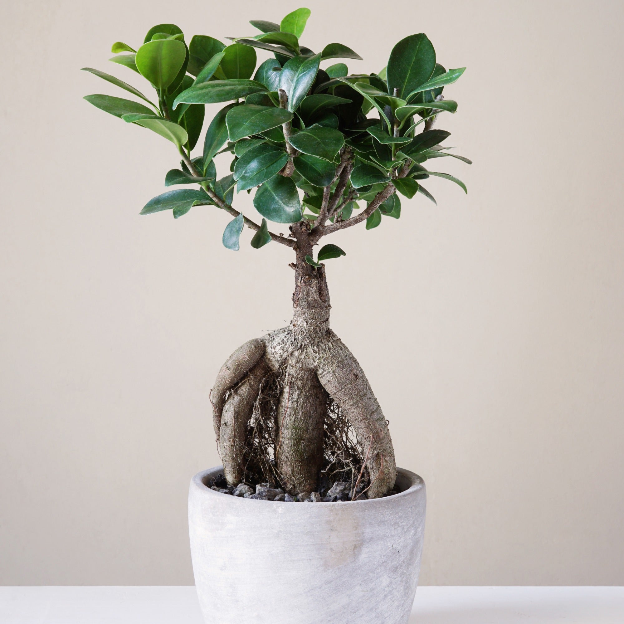 Bonsai Ficus 'Ginseng' - Ficus microcarpa ginseng