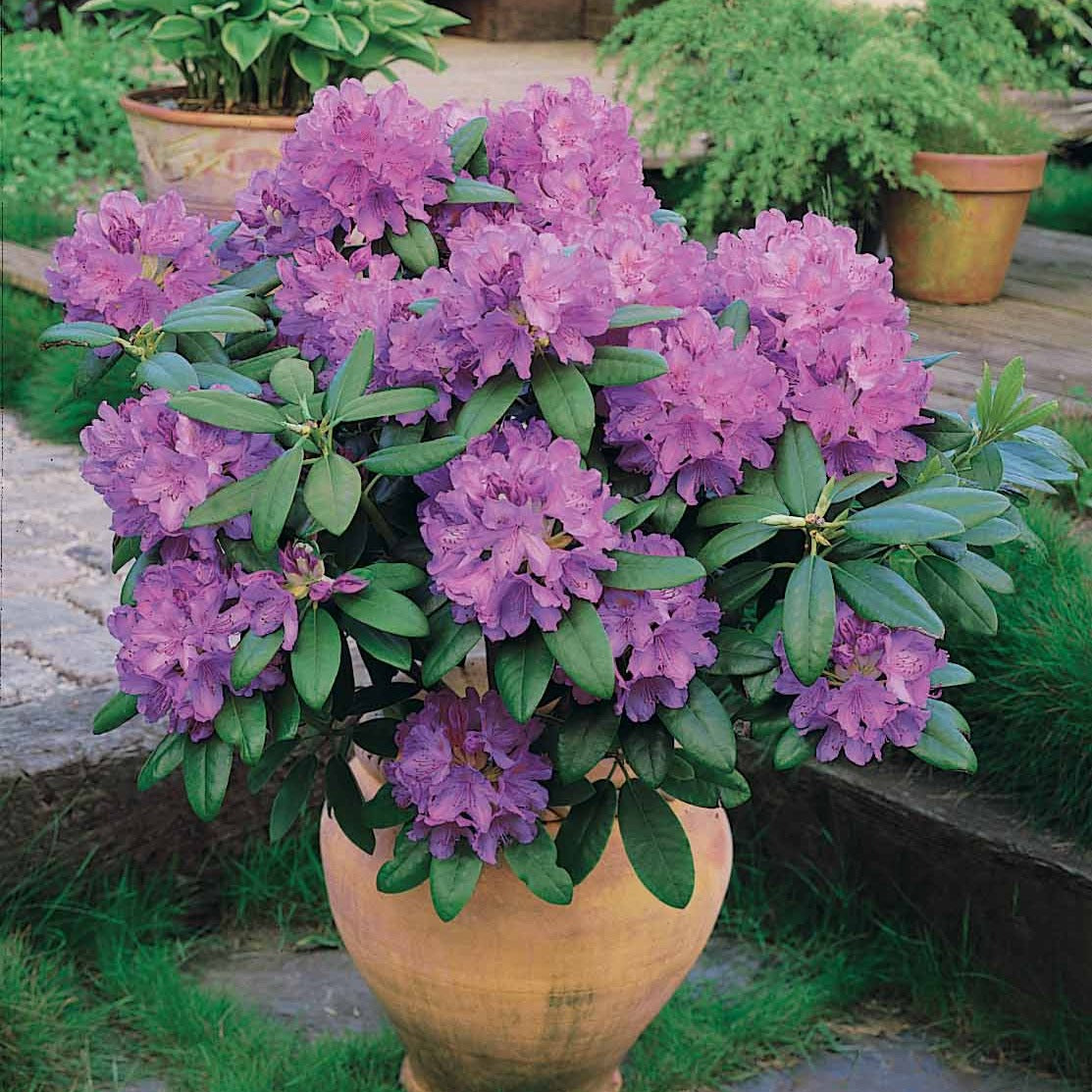 großwüchsige rhododendron Rhododendron catawbiense 'Grandiflorum' - Rhododendron catawbiense  grandiflorum