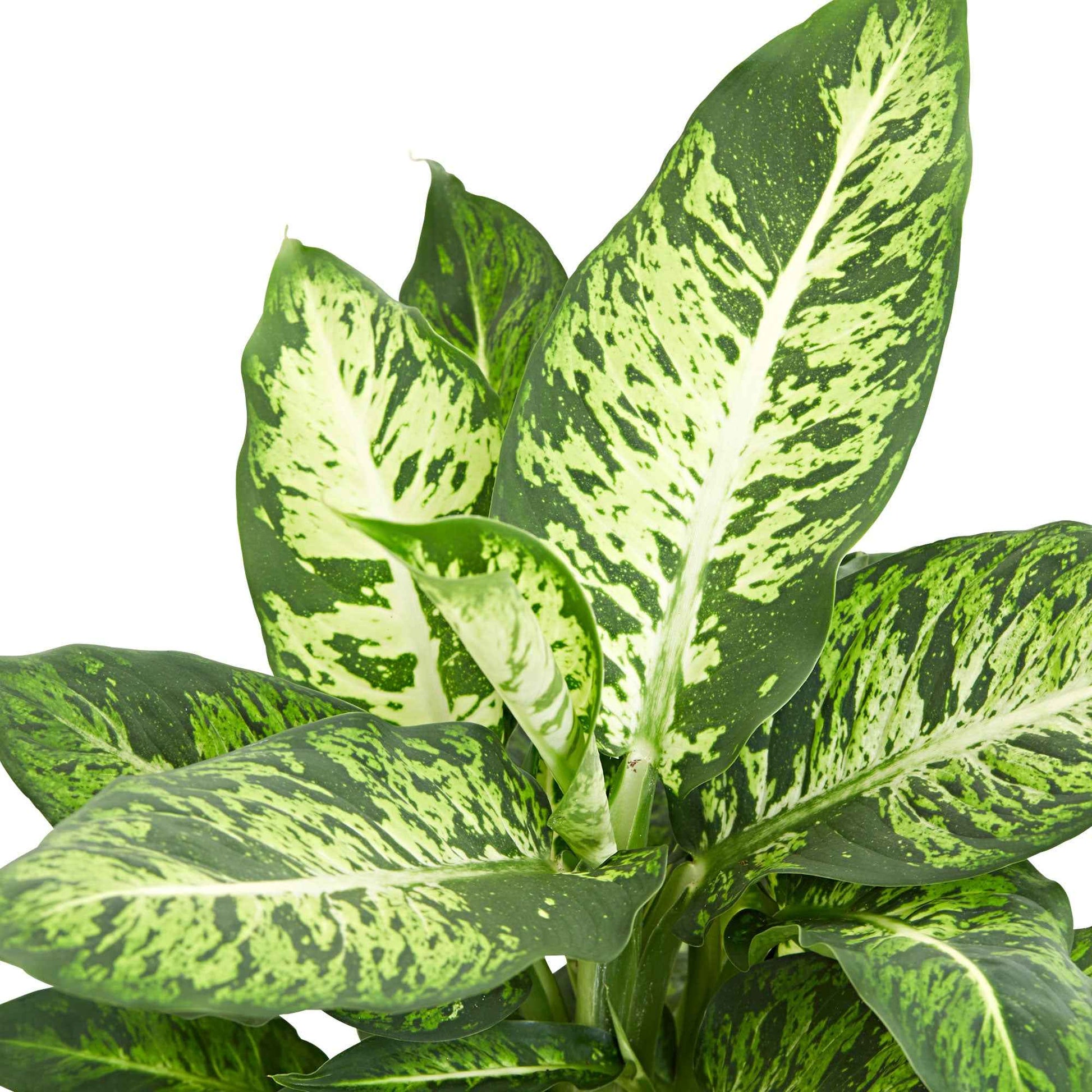 Dieffenbachie 'Sublime' - Dieffenbachia sublime - Bakker
