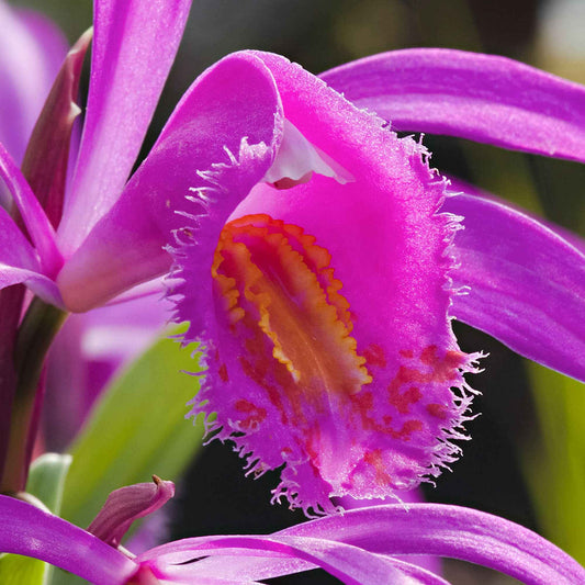 Gartenorchidee Bletilla (x2) - Bletilla striata - Blumenzwiebeln