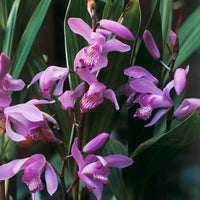 Gartenorchidee Bletilla (x2) - Bletilla striata - Wildblumenzwiebeln