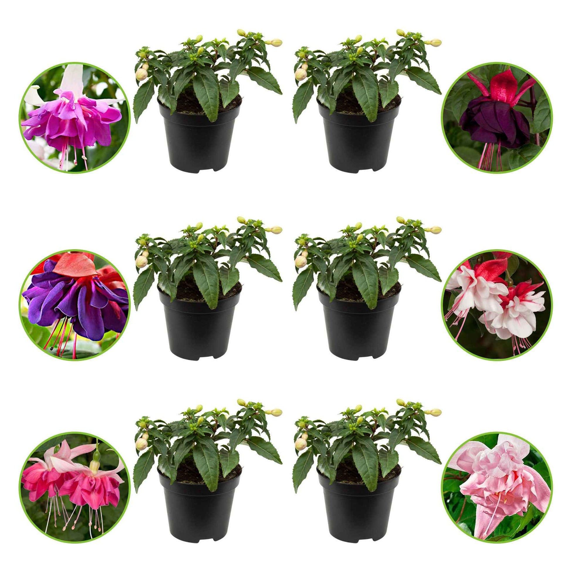 Fuchsia Mischung 'All in One' (x6) - Fuchsia Bella Rosella, Blue Mirage, New Millenium, Pink Marshmallow - Sträucher und Stauden