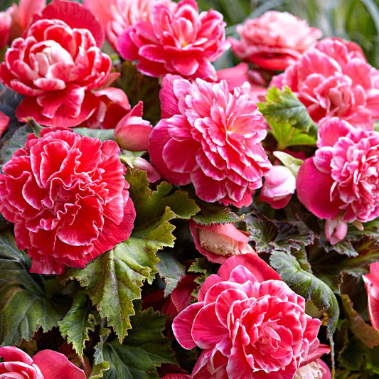 Begonie 'Camelia' (x5) - Begonia a fleurs de camélia - Blumenzwiebeln