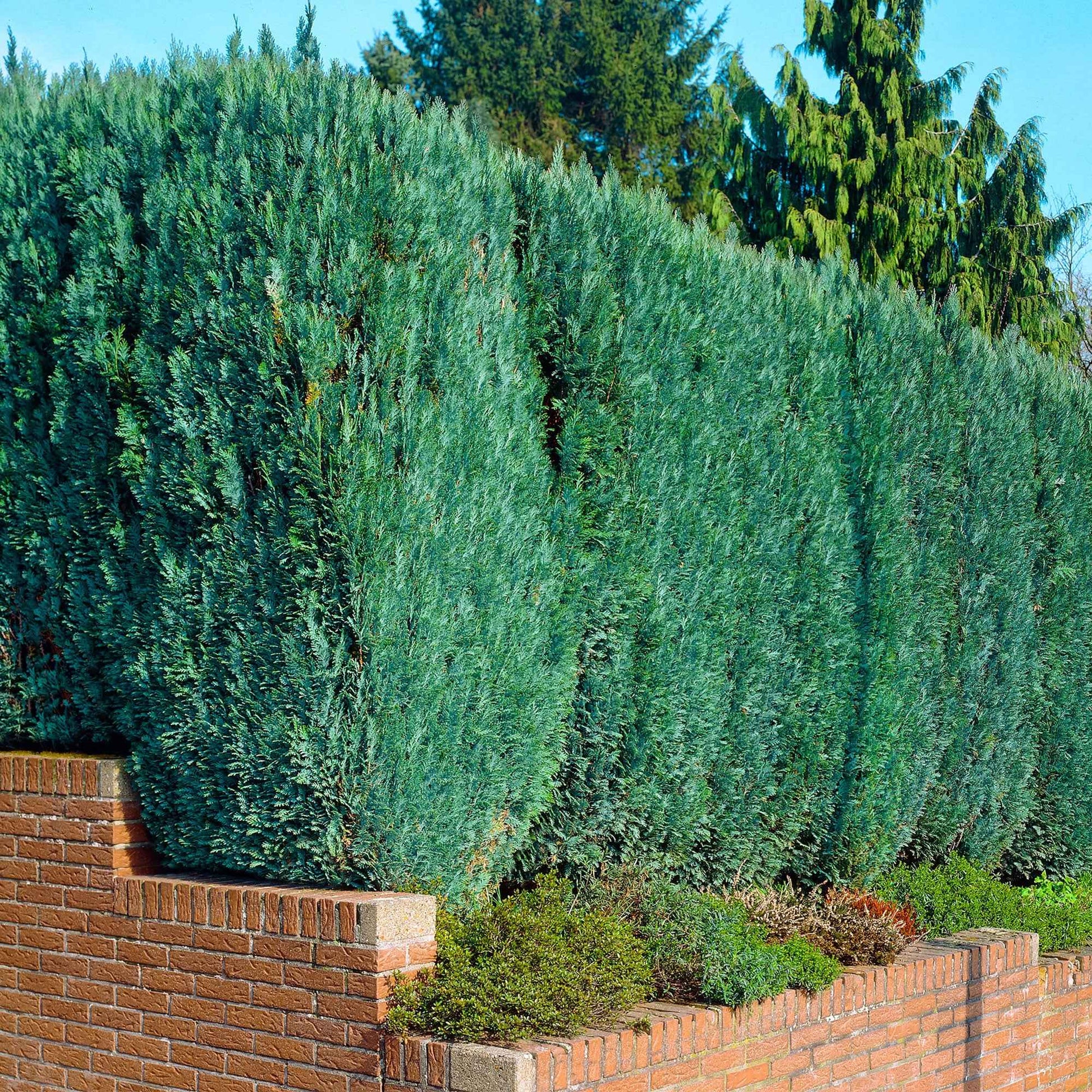 Blaue Scheinzypresse 'Columnaris' - Chamaecyparis lawsonia Columnaris - Bakker