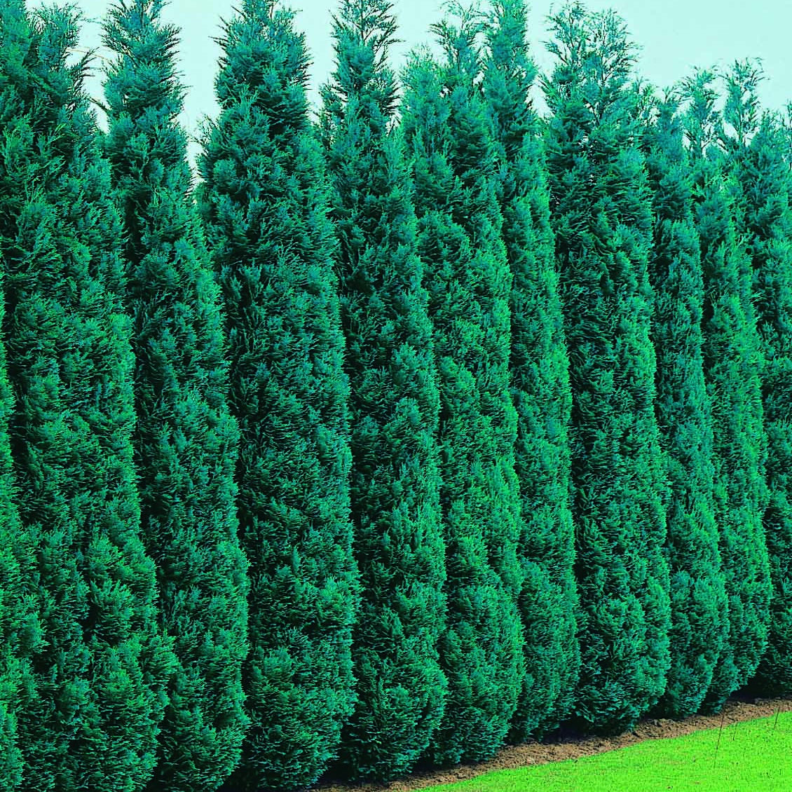 Verkauf Blaue Scheinzypresse 'Columnaris' - Chamaecyparis lawsonia Columnaris