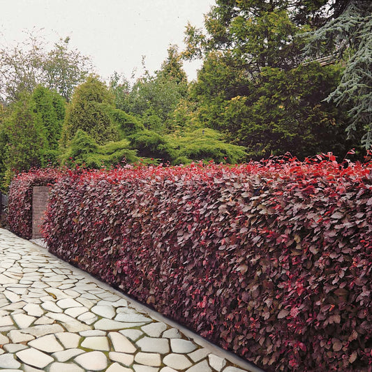 Rotbuche 'Atropurpurea' - Bakker