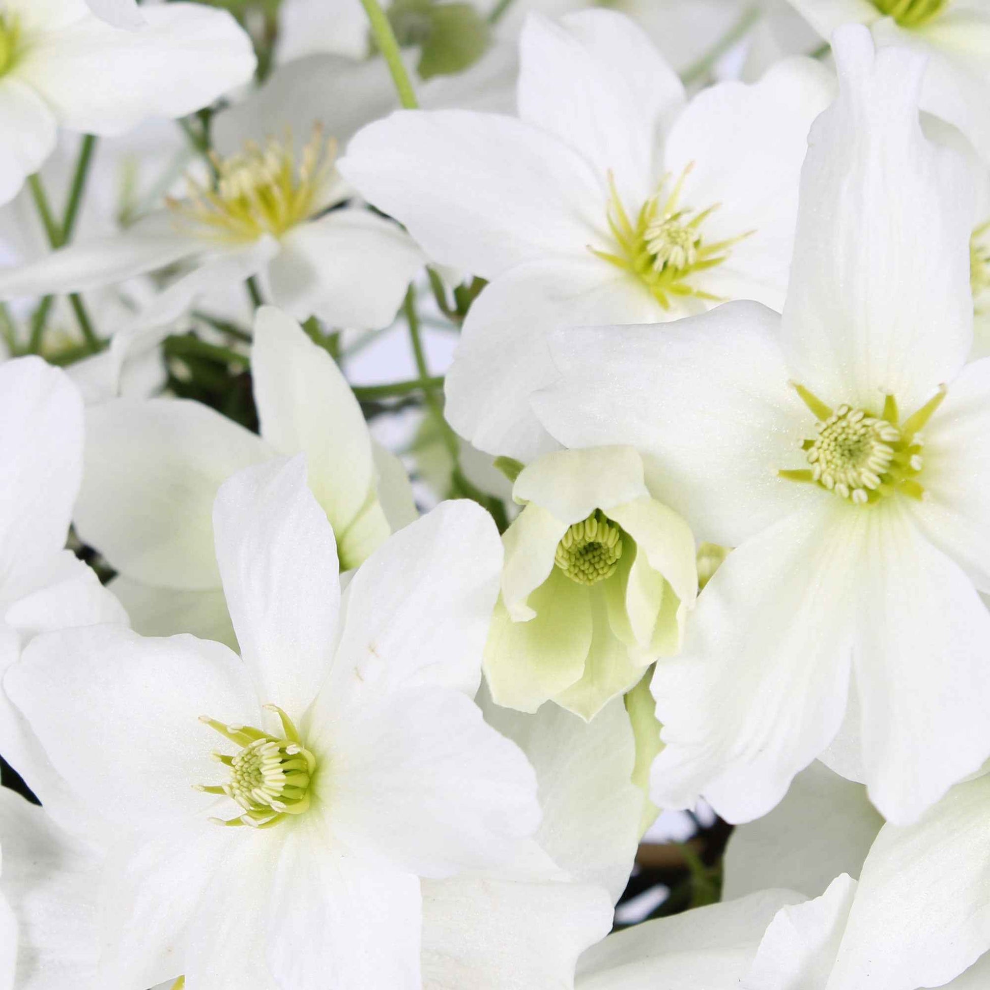 Waldrebe 'Avalanche' - Clematis 'avalanche' - Clematis
