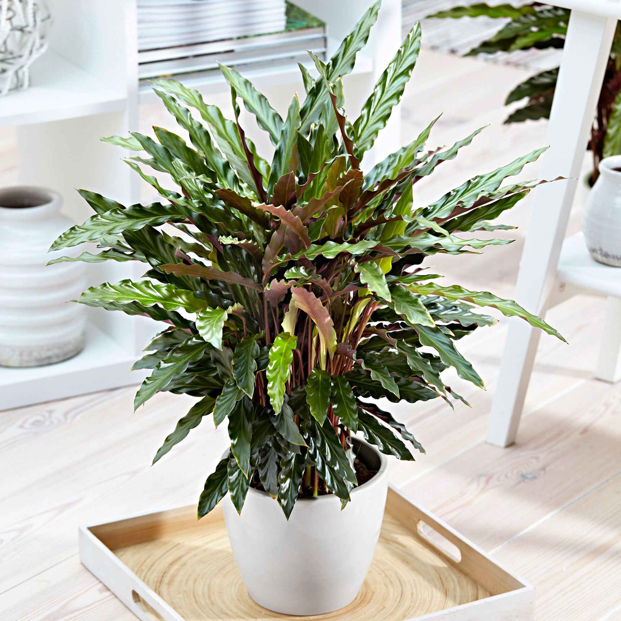 Korbmarante 'Elger Grass' - Calathea rufibarba elger grass