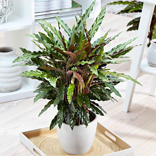 Korbmarante 'Elger Grass' - Bakker