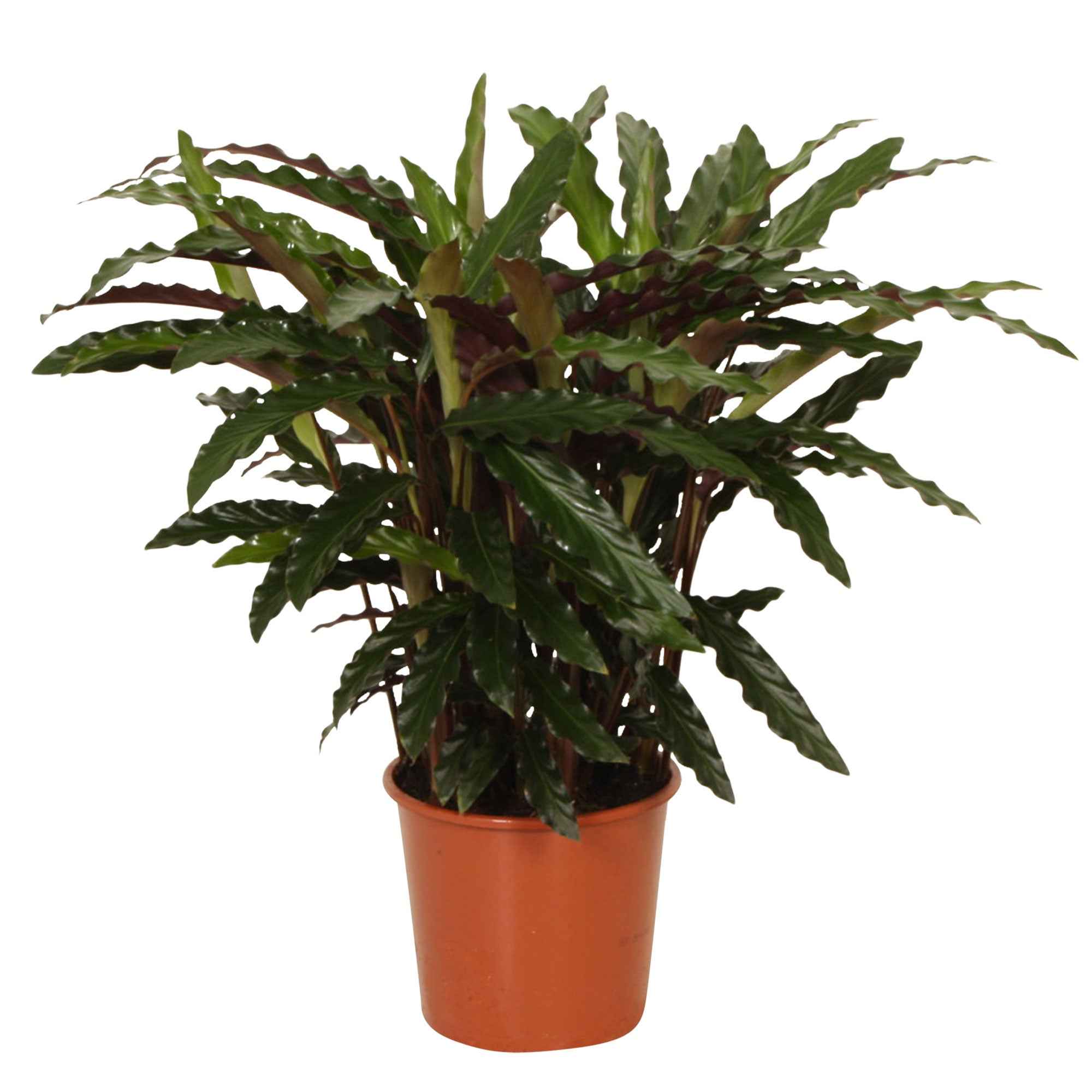Korbmarante 'Elger Grass' - Calathea rufibarba elger grass