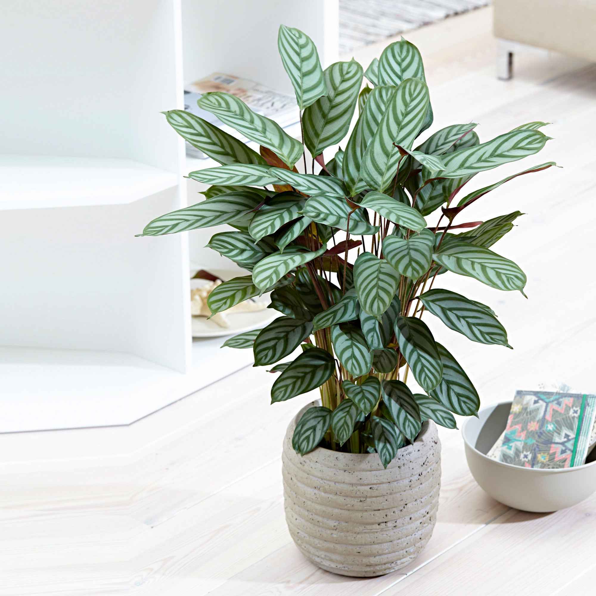 Korbmarante 'Compact Star' - Calathea compact star