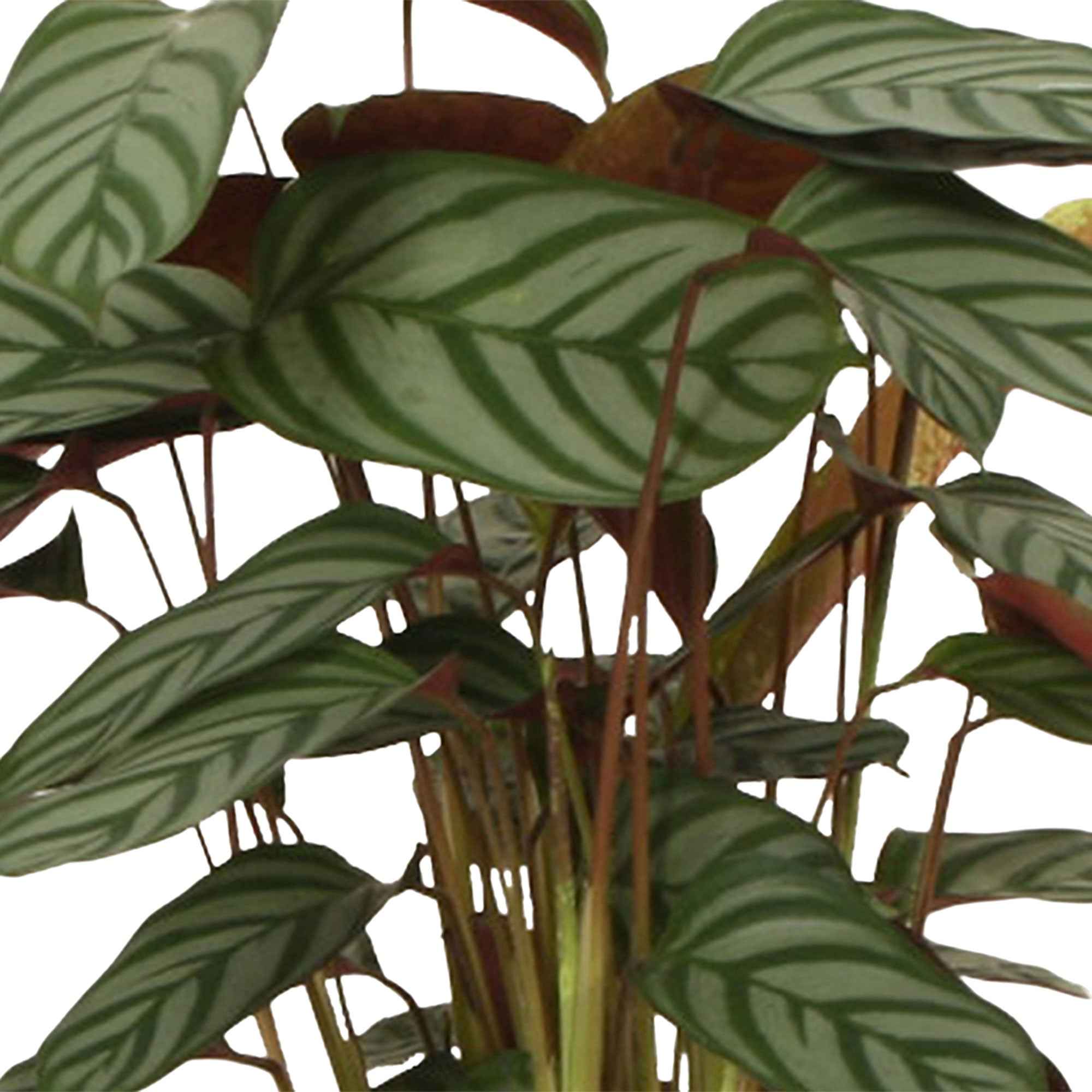 Korbmarante 'Compact Star' - Calathea compact star