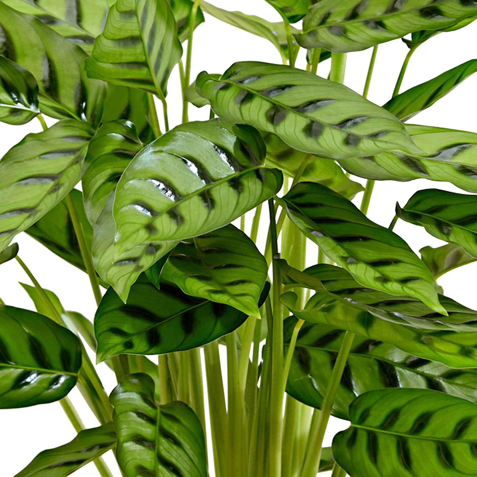 Korbmarante 'Leopardina' - Calathea leopardina