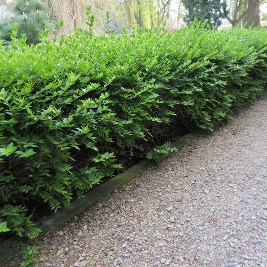 Heckenkirsche Maigrün - Bakker