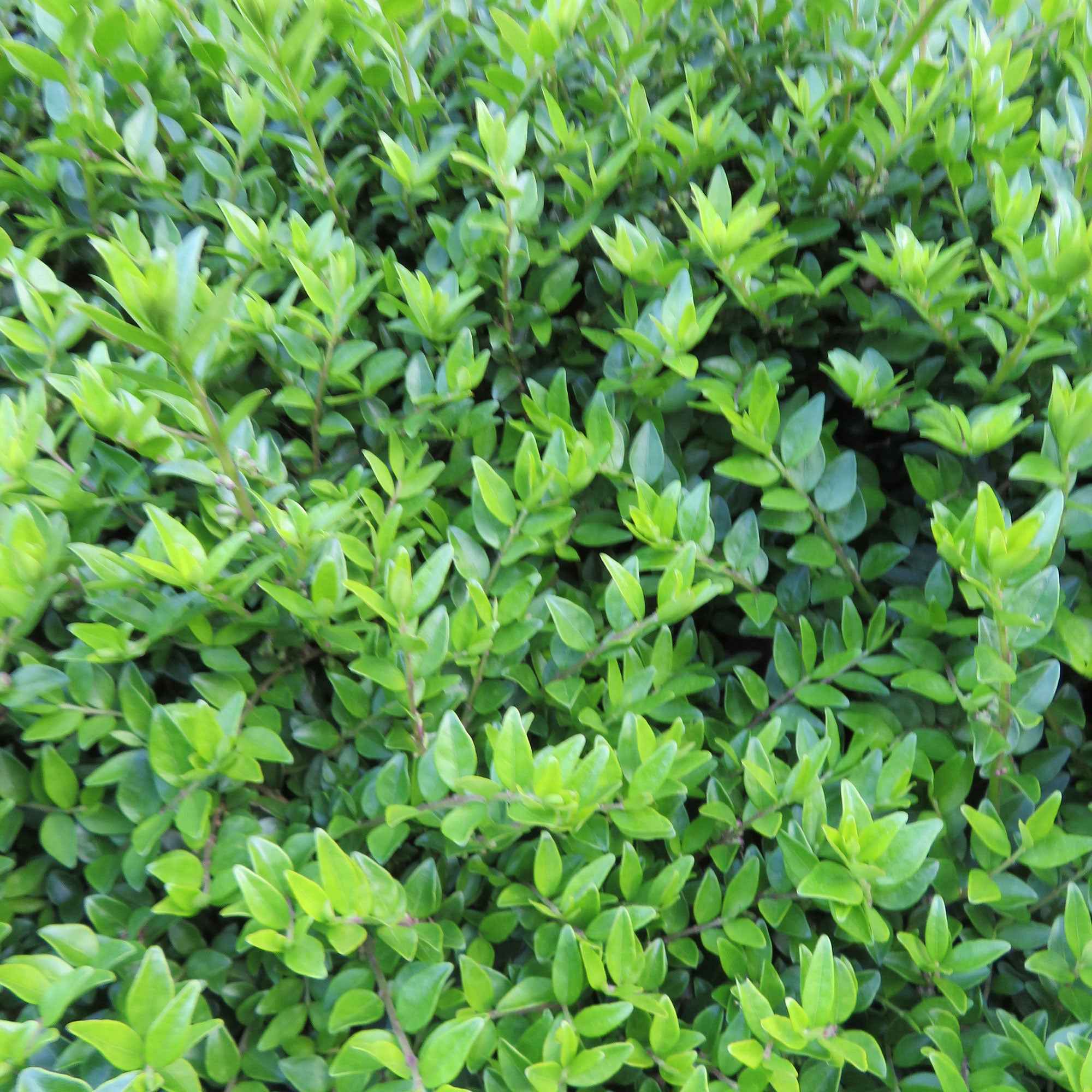 lonicera nitida maigrün pflanzabstand Heckenkirsche Maigrün - Lonicera nitida Maigruen