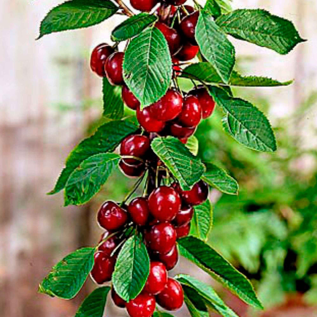Säulenförmiger Kirschbaum 'Sylvia' - Prunus avium Sylvia - Bakker
