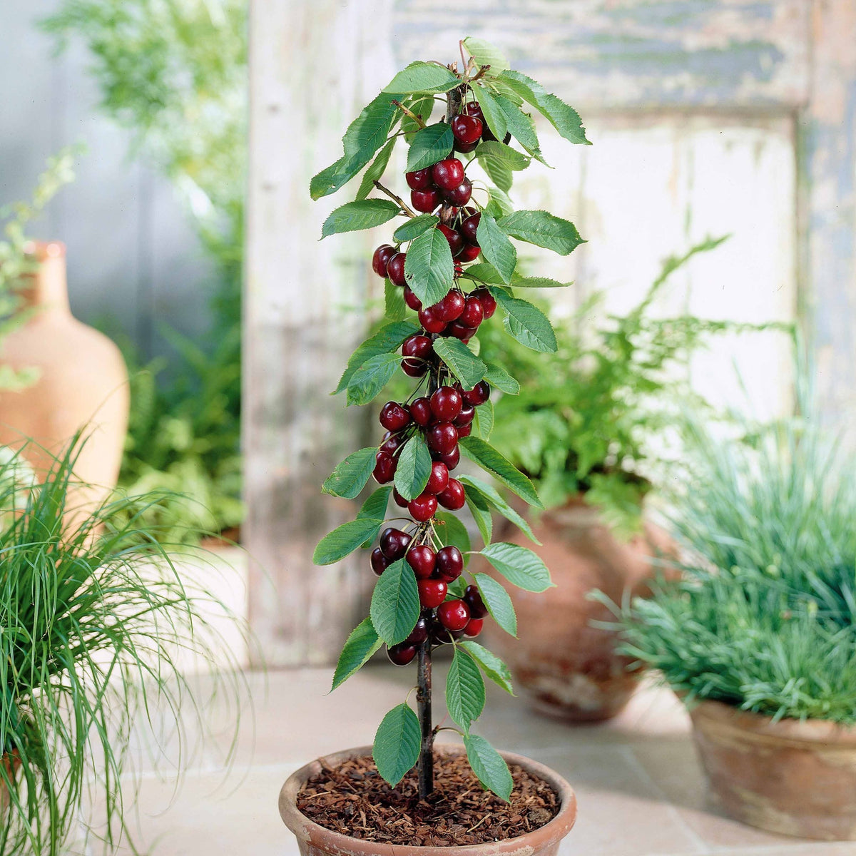 Säulenförmiger Kirschbaum 'Sylvia' - Bakker