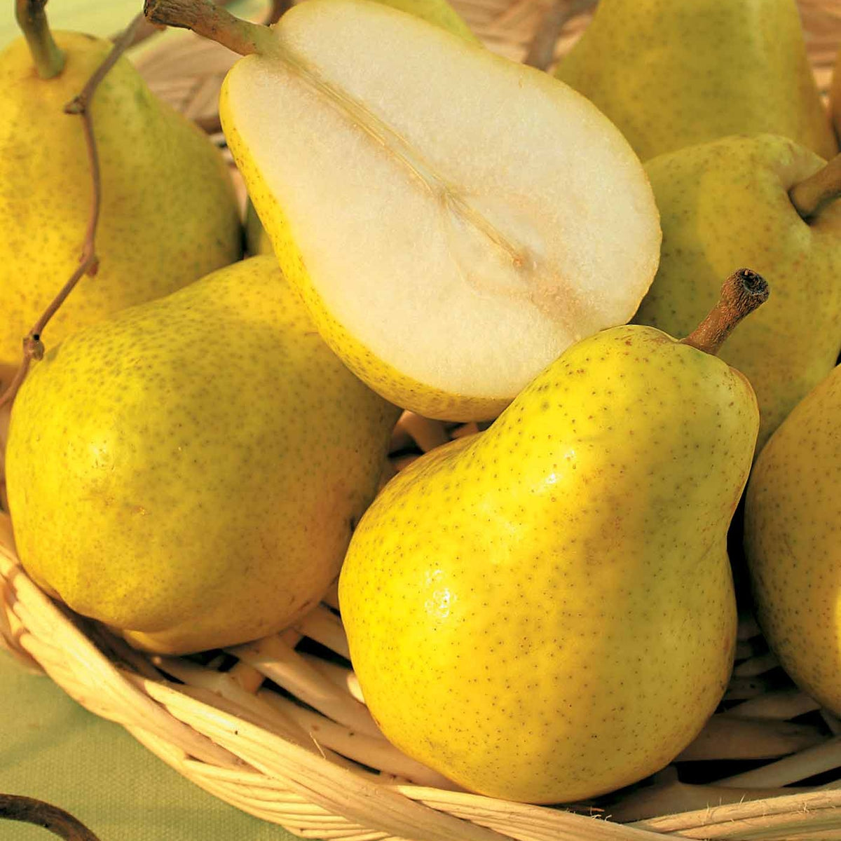Birnenbaum 'Williams' - Birnbäume - Bakker