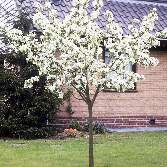 Birnenbaum 'Williams' - Pyrus communis William's ('bon chrétien') - Bakker
