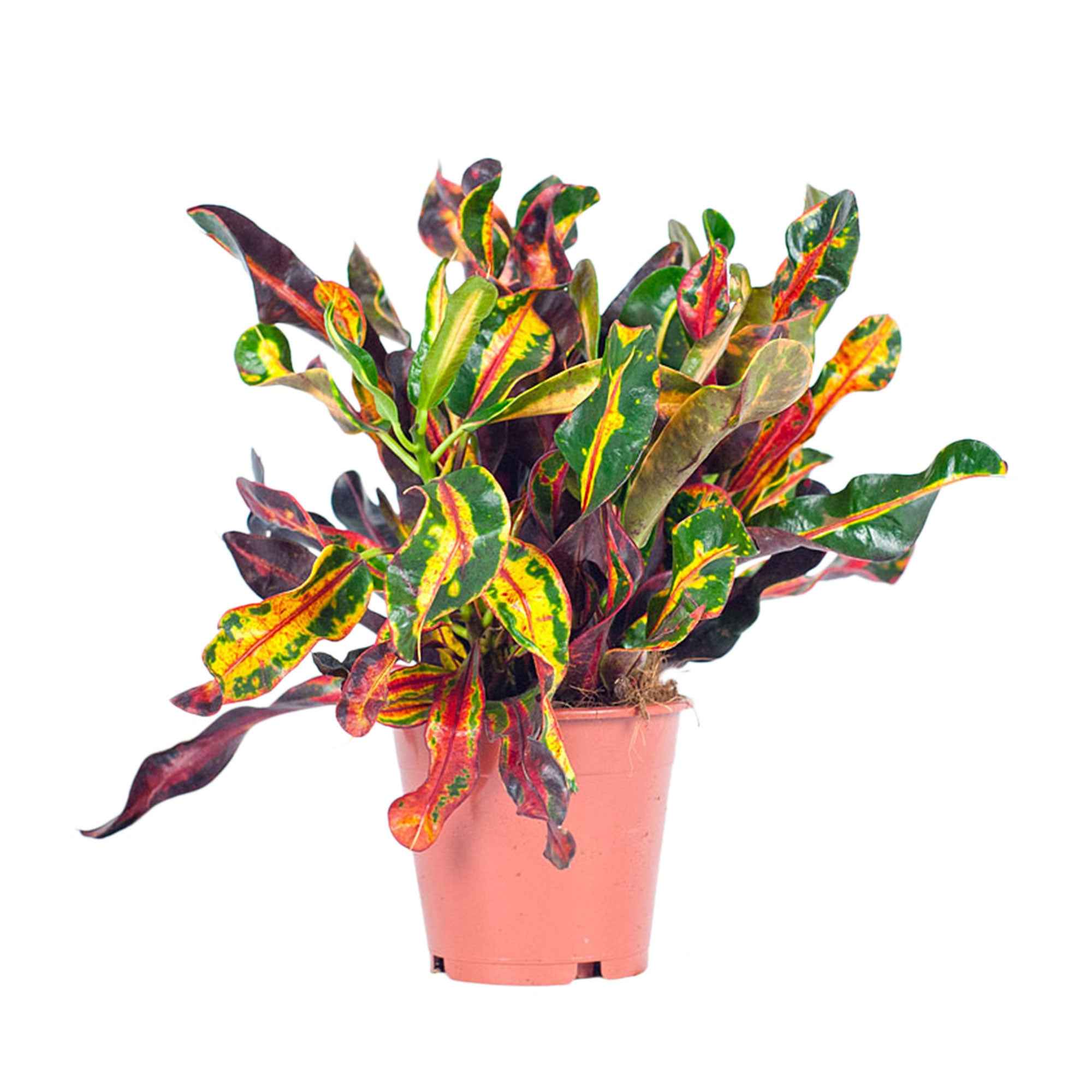 Wunderstrauch 'Mammi' - Codiaeum variegatum mammi