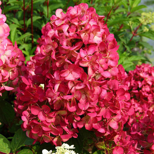 Rispenhortensie 'Diamant Rouge' - Hydrangea paniculata diamant rouge ® 'rendia' - Gartenpflanzen